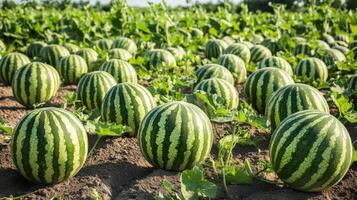 A vast field of watermelons in neat rows. photo