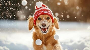 Playful golden retriever in snow wearing a red hat. photo