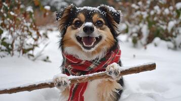 Joyful dog with a scarf in the snow. photo