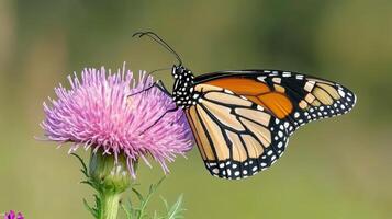 Monarch butterfly nectaring on a vibrant thistle. photo