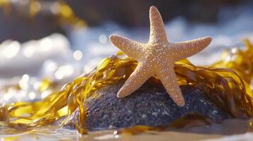 Close-up of a starfish on a rock amongst seaweed. photo