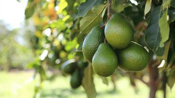 Avocados are hanging from the tree in the field photo
