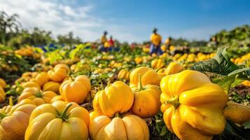 Close-up view of vibrant yellow bell peppers in a field. photo