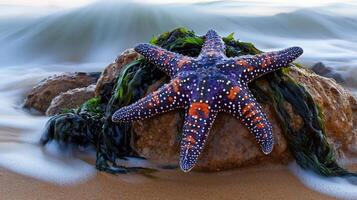 Vibrant starfish rests atop a rock at the shoreline. photo