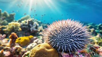 Vibrant coral reef scene featuring a sea urchin. photo