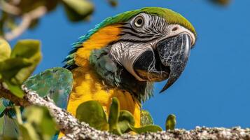 Close-up portrait of a vibrant macaw perched in a tree. photo