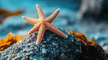 Close-up of a starfish resting on a rock amongst seaweed. photo