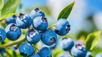 Blueberries are growing on a tree branch photo