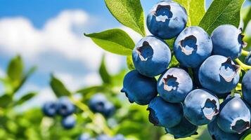 Blueberries are growing on a tree in the field photo
