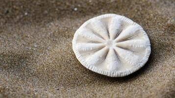 Close-up view of a delicate sand dollar on sand. photo