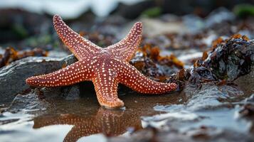 Close-up view of a starfish on a rocky shore. photo