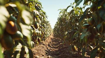 A sunlit avenue of avocado trees in a farm. photo