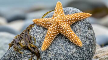 Close-up view of a starfish on a gray stone. photo