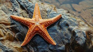 A starfish is sitting on a rock in the water photo