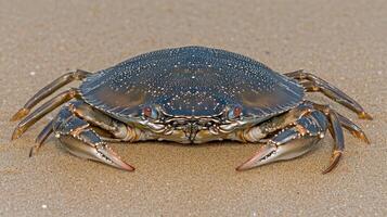A crab on the sand photo