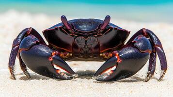 Close-up of a dark-colored crab on a sandy beach. photo