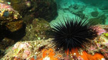 Close-up of a dark sea urchin resting on a coral reef. photo