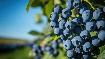 Blueberries are growing on the tree in the field photo