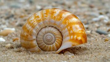Detailed close-up of a spiral seashell on sand. photo