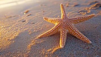 Coastal starfish resting on the sandy beach. photo