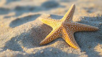 Close-up view of a starfish resting on sandy beach. photo