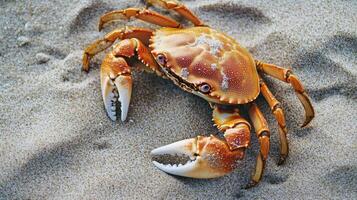 Close up of a crab on a sandy beach. photo