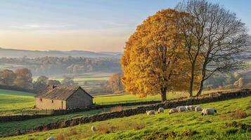 Rustic autumnal landscape with sheep and stone farmhouse. photo