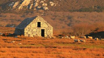 Rustic stone building nestled in a golden field with sheep. photo
