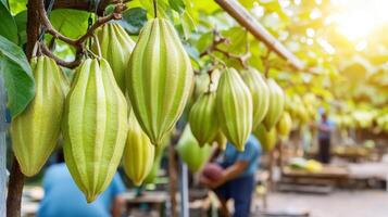 Green pods hang from branches in a tropical setting. photo