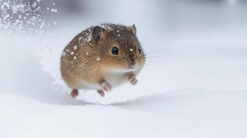 A small rodent leaping through a snowy landscape. photo