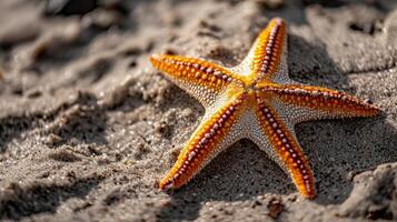 Close-up view of a vibrant orange starfish on sandy ground. photo