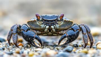Close-up of a dark gray crab on a pebble beach. photo