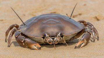 A crab with two legs on a sandy beach photo