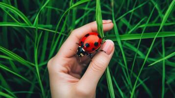 Close-up of ladybug held in hand amidst lush grass. photo