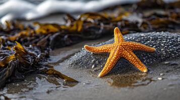 Golden starfish resting on a wet beach. photo