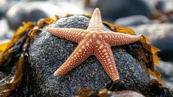 A starfish is sitting on a rock covered in seaweed photo