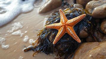 A vibrant starfish rests on wet rocks by the ocean's edge. photo
