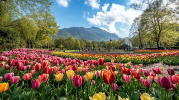 Colorful tulip field in a park with mountains in the background. photo