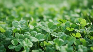 Close-up view of vibrant clover leaves in a lush field. photo