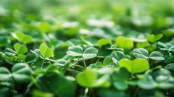 Close-up view of vibrant clover leaves in sunlight. photo