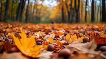 Autumnal forest floor blanketed with fallen leaves and acorns. photo