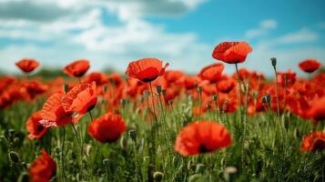 Vibrant red poppies in a field under a bright sky. photo