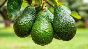Close-up view of four avocados on a branch. photo
