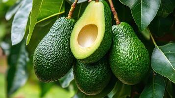 Avocado tree with green leaves photo