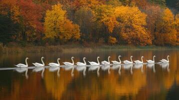 Autumnal lake scene with swans in a perfect row. photo