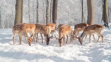 Snowy forest scene with a herd of deer. photo