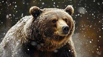 Close-up of a large brown bear in winter snow. photo