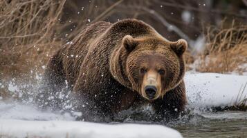 Powerful grizzly bear charging through a snowy river. photo