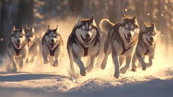 A captivating display of huskies running across snowy terrain. photo