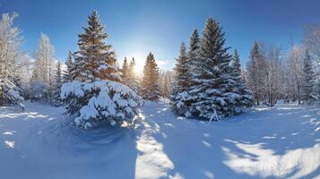 Snowy winter forest landscape bathed in sunlight. photo